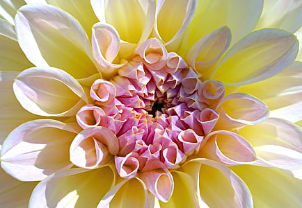 close-up photo of white and pink petaled flower thumbnail