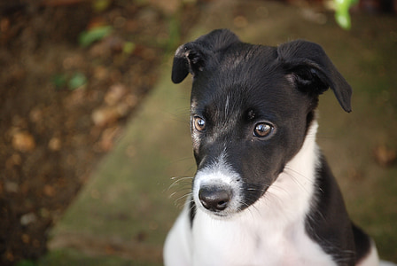 short-coated white and black puppy thumbnail