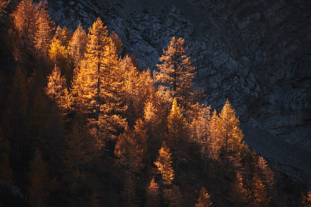 birds eye view of brown forest during daytime thumbnail