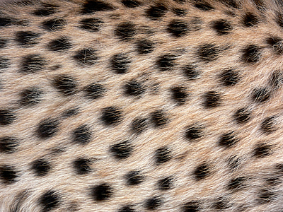 brown fur textile with black polka-dots thumbnail