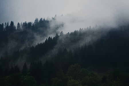 pine trees under foggy weather during daytime thumbnail