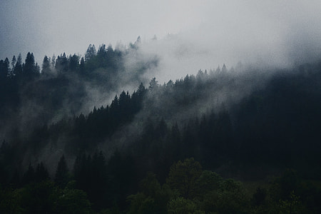grayscale photo of forest under fog thumbnail