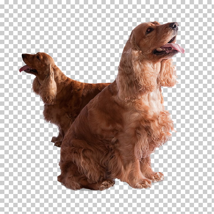 246 Cocker Spaniel Png Cliparts For Free Download Uihere