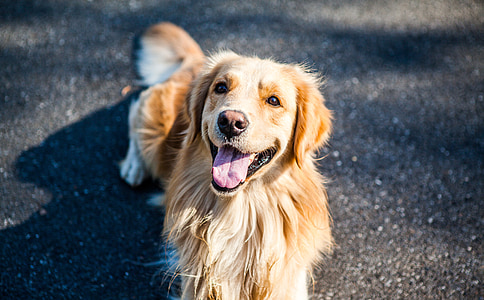 Golden retriever laying on concrete asphalt road during daytime thumbnail