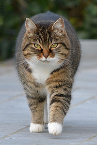 selective focus photography of Tabby cat thumbnail