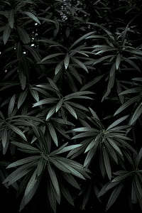green leafed tree thumbnail