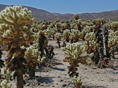 Joshua Tree National Park, California thumbnail