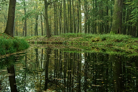 green trees and lake at daytime thumbnail