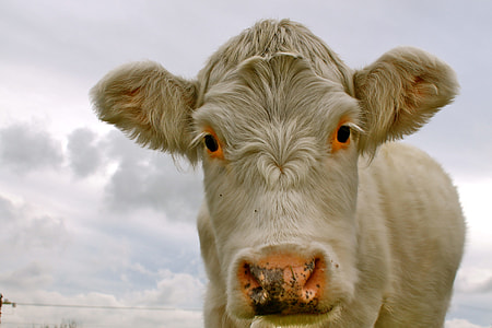 cow's head thumbnail