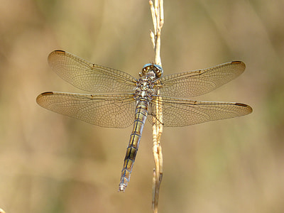 Dragonfly, Orthetrum Chrysostigma thumbnail