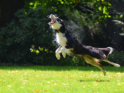 Soap Bubbles, Dog thumbnail