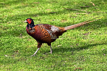 brown common pheasant thumbnail
