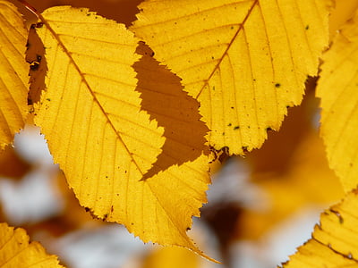 selective focus photography of brown leaves thumbnail