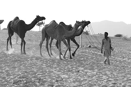 Grayscale Photography of Man Luring Camels thumbnail