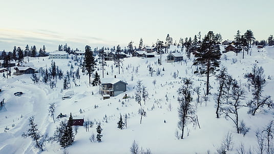 green trees on snow-capped ground thumbnail