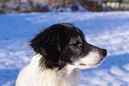 adult black and white border collie on snow field thumbnail