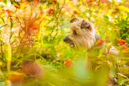 Brown Long Coat Dog Near Green Plants thumbnail