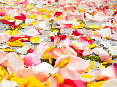 white and pink flower petals on gray surface thumbnail