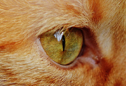 cat's eye thumbnail