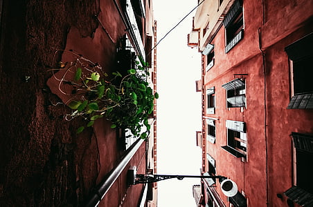 low-angle photography of green plant hanging on wall thumbnail