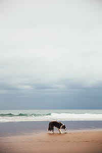 Puppy At The Beach Photo thumbnail