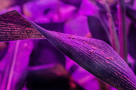 leaf, plant, purple, insects thumbnail