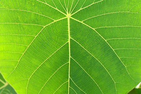 Green leaf thumbnail