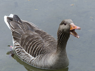 duck floating on body of water thumbnail