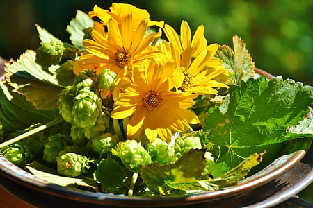 yellow daisies in brown plate close up photo thumbnail