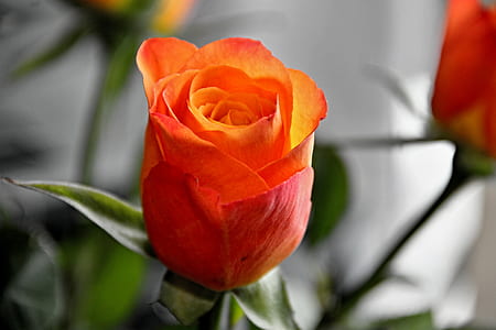 orange rose close-up photo thumbnail