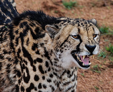 animal, fur, zoo, portrait thumbnail