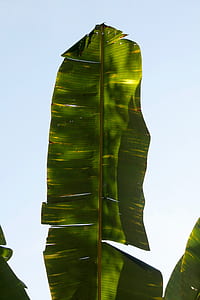 green banana leaf thumbnail