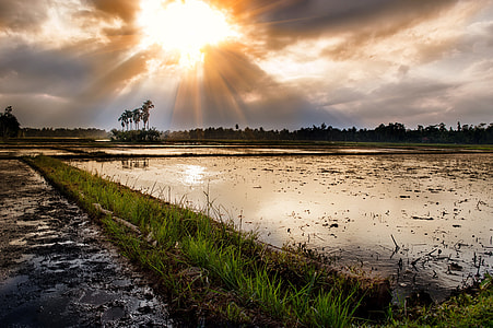 rice field under rays of sun piercing through the clouds thumbnail