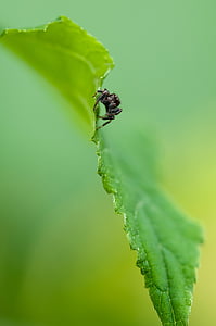 black jumping spider in macrophotography thumbnail