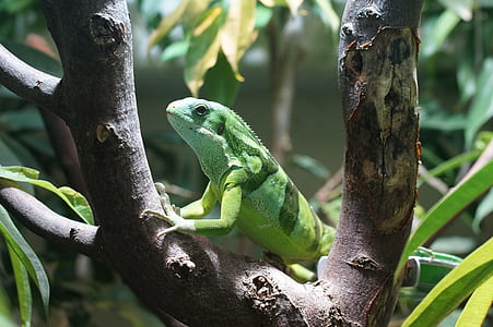 green iguana on trunk thumbnail