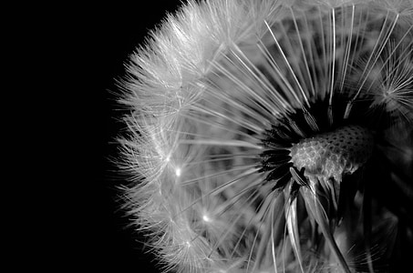selective focus photography of withered dandelion thumbnail