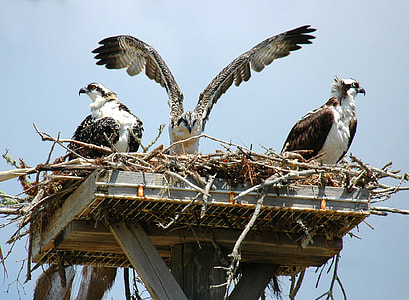 Ospreys in the nest thumbnail