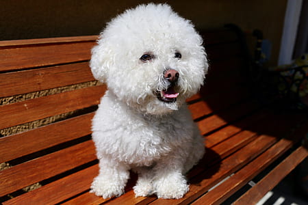 whit Poodle on wooden bench thumbnail