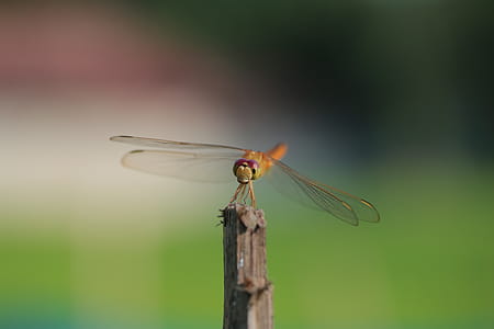 Dragonfly on Shallow Focus Lens thumbnail