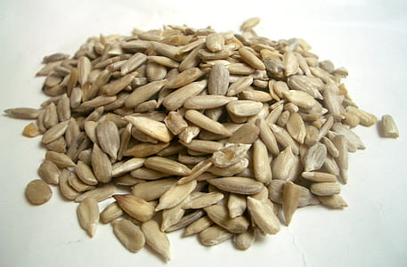 pumpkin seed close-up photo thumbnail