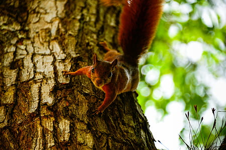 squirrel hanging on tree thumbnail