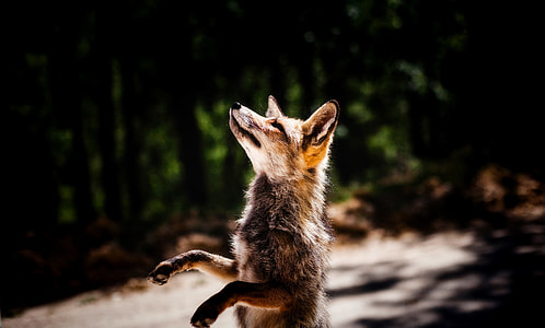 close up photo of fox thumbnail
