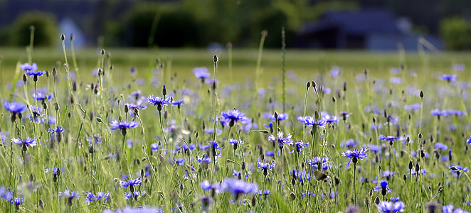 Cornflowers, Flowers thumbnail