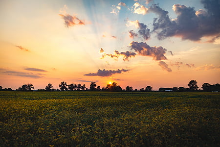landscape photography of green field during golden hour thumbnail