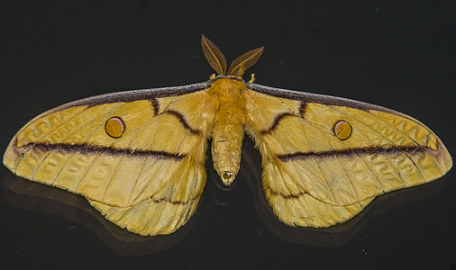 close-up photography yellow moth thumbnail