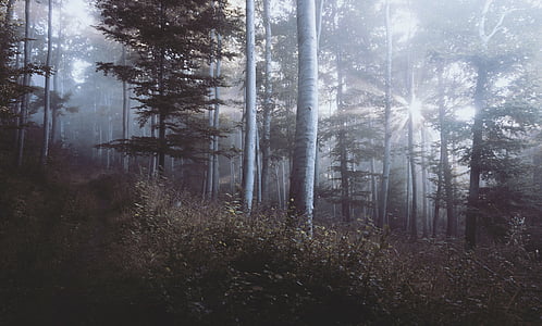 forest at daytime thumbnail