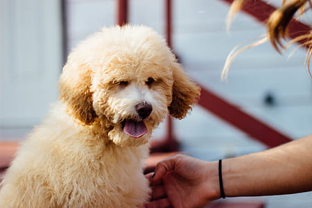 person touching goldendoodle puppy thumbnail