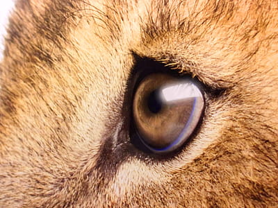 Lion s Sad Eyes - Close-Up thumbnail