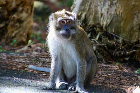 Brown and White Monkey thumbnail