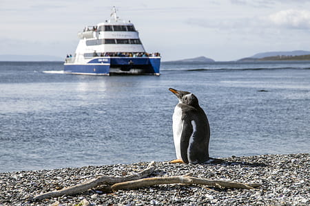 black and white penguin near beach during daytime thumbnail